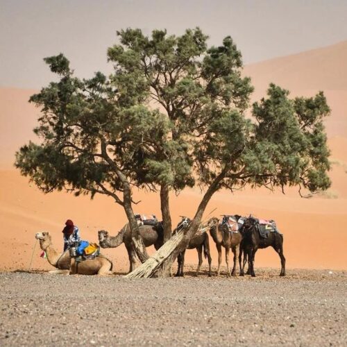 dromadaire au desert d’Agafay