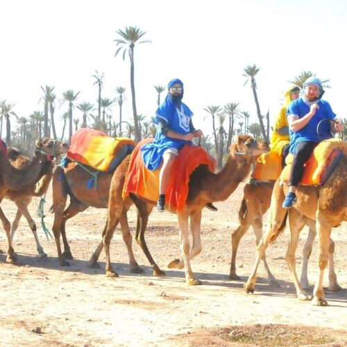 Dromadaires à la Palmeraie de Marrakech