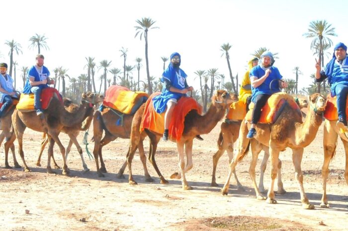 Dromadaires à la Palmeraie de Marrakech